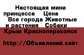 Настоящая мини принцесса  › Цена ­ 25 000 - Все города Животные и растения » Собаки   . Крым,Красноперекопск